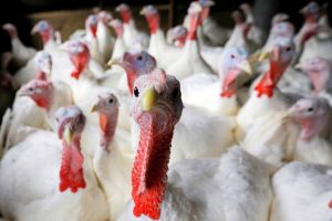 Cele 3 depozite din Bihor au cumpărat, în total, 17 tone de carne din zona interzisă din Ungaria. DSVSA a mai găsit doar 38 de kilograme!