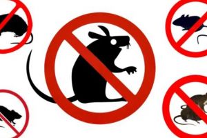 5 motive pentru a scăpa de rozătoare cu ajutorul ultrasunetelor