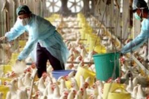 Gripă aviară. Recomandări DSP Timiş: „Supravegheaţi copiii, nu-i lăsati să se joace cu păsări moarte sau bolnave”