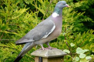 Trei barbati au furat mai multi porumbei in valoare de 700.000 de euro. Cat valoreaza o pasare 