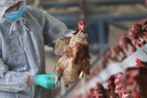 Carnea de pasăre din Ungaria infectată cu gripă aviară, livrată în magazinele din Harghita şi alte judeţe ale ţării