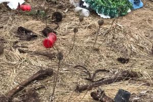 FOTO Cadavre din cimitir, aruncate de câmp la ieşire din oraş