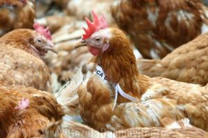 Dâmboviţa: După pesta porcină, face ravagii şi gripa aviară