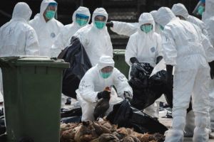 După pesta porcină africană, pericol de gripă aviară: Dacă virusul va fi confirmat la Diosig, urmează să fie lichidate toate cele 7.500 păsări de curte crescute de populaţie