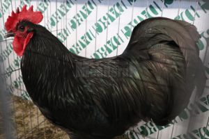 Autorităţile sanitare fac recomandări populaţiei referitoare la gripa aviară pentru a ...