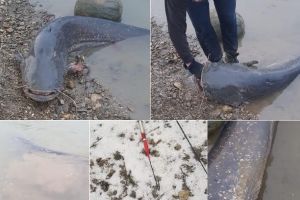 FOTO. Somn IMENS, de 1,2 metri, pescuit prin „greblare”, din râul Mureş de un bărbat din Aiud. ”Prada” a fost eliberată, pescarul s-a ales cu dosar penal