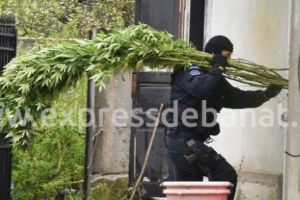 Mega plantaţie de cannabis descoperită în curtea unei case din Berzovia