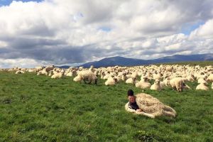 Eveniment de amploare la Sibiu – Ciobanii din ţară vin să vorbească despre problemele din oierit