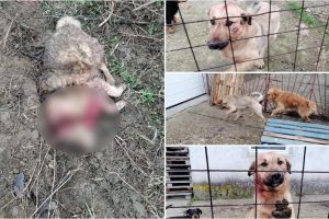 FOTO. Câine sfâşiat de alţi câini în Satu Mare
