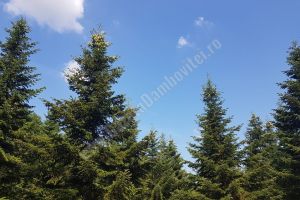 Miercuri: Temperaturile maxime cresc până la 13 grade Celsius