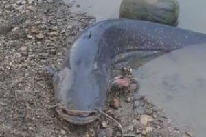 Somn de 1,2 metri capturat ilegal, eliberat de jandarmi in raul Mures