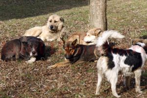 Creşterea numărului de animale fără stăpân, în atenţia prefectului