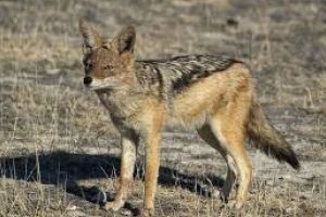 Atenţie! A apărut şacalul la Botoşani