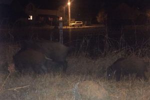 Atenţie! Doi porci mistreţi pe o stradă din Braşov