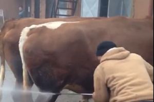 VIDEO: Cu boul la… spalatorie / Tratament ca la “spa” pentru necuvantatorele cornute