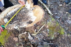 Examinând ciotul, şi-au dat seama cine sunt făptaşii!