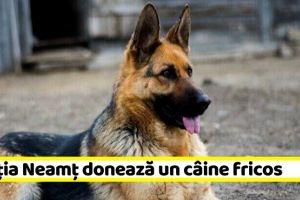 NEAMȚ: Poliţia Neamţ donează un câine fricos