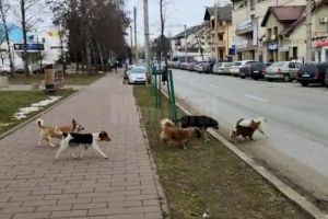 Câinii vagabonzi, prezenţi în număr mare pe străzile Sucevei
