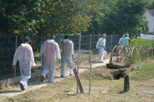Raportare: Unde sunt focare active de pestă porcină în Bihor 
