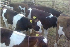 DÂMBOVIȚA: 23.703 fermieri au solicitat sprijin în sectoarele vegetal şi zootehnic. Au fost stabilite cuantumurile ajutoarelor financiare