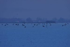 VIDEO: Imagini spectaculoase la Avrig – Zeci de căprioare filmate pe un câmp