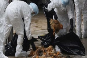 Gripa aviară: Localitate din Satu Mare, în zonă de protecţie