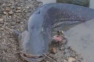 Somn de 1,2 metri capturat ilegal, eliberat în râul Mureş