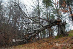 ANM: Cod galben de vânt puternic în 25 de judeţe, până joi seara