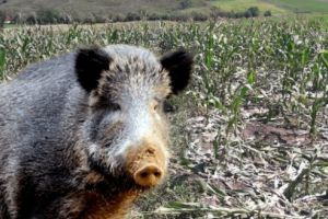 Interpelare pentru plata pagubelor produse de animalele sălbatice