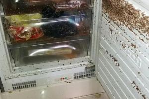 Răzbunarea unui român din Anglia care a fost evacuat dintr-un apartament pentru neplata chiriei