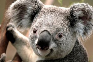 Bucurie pura: cum au reactionat animalele din Australia cand a inceput sa ploua: VIDEO