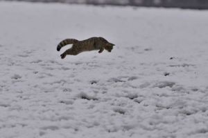 FOTO: Pisică sălbatică surprinsă pe un câmp lângă Avrig – Imaginile sunt superbe
