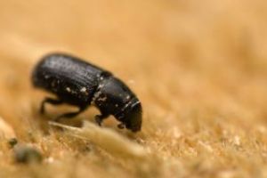 Bolos: Gandacii care pun in pericol realizarea autostrazii Pitesti-Sibiu vor fi mutati cu ajutorul feromonilor