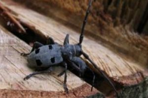 Ministrul Boloş despre mutarea coloniei de gândaci cu ajutorul feromonilor: Soluţii simple la probleme complexe