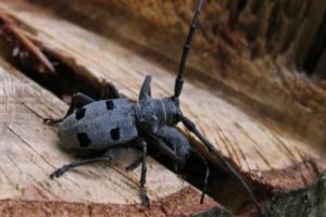 Gândacul croitor, pus în pericol de construirea autostrăzii Sibiu-Piteşti – Autorităţile vor să mute specia în altă zonă