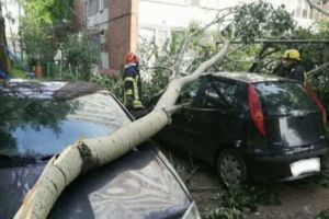 A fost PRAPAD, azi noapte in Prahova! Copaci daramati si cabluri de curent rupte de vantul puternic