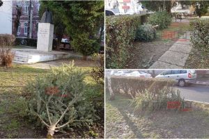 FOTO. Brazi aruncaţi într-un parc central din Satu Mare. A trecut Crăciunul, au aruncat pomii