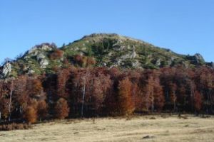 Se anunta impaduriri masive in padurile din zona Baia Sprie