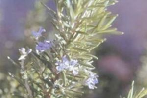 „Coacăzul negru”