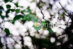 Fotoreportaj: Primele semne ale primaverii in Constanta (galerie foto)