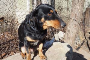 Căţeluşa Chira şi-a salvat stăpânii din flăcări