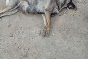 Câini şi pisici, otrăviţi la Siret