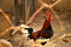 Virusul care sperie lumea „nu este un risc pentru populaţie!”. Judeţul Caraş-Severin, ocolit. Deocamdată!