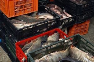 Sute de kilograme de peste, confiscate de politistii de frontiera tulceni (galerie foto)