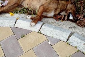 Pisici şi câini morţi în chinuri, otrăviţi, pe străzile din Siret
