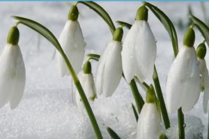 Directorul ANM, avertisment sumbru după iarna fără zăpadă din România. Recordul din 1989 a fost doborât