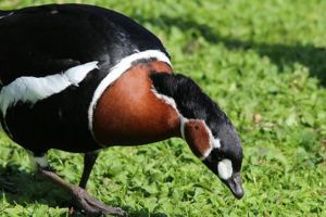 O pasăre dintr-o specie ocrotită de lege a fost ucisă, tranşată şi dată la câini, în Brăila