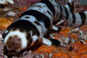 Faceţi cunoştinţă cu rechinii care au învăţat să umble