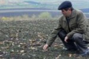 În pericol! Culturile de cereale din zona Lugoj-Făget-Buziaş suferă după zăpadă