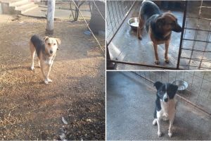 FOTO. Se închide adăpostul de câini de la Carei. Asociaţia caută stăpâni